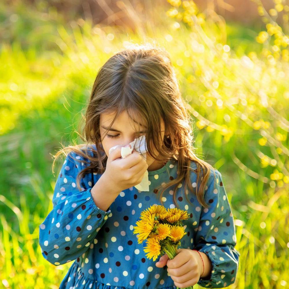 Почему возникает аллергия на амброзию